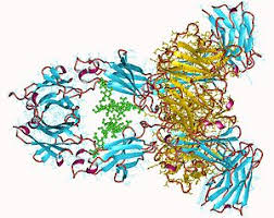IGHG1(Protein)